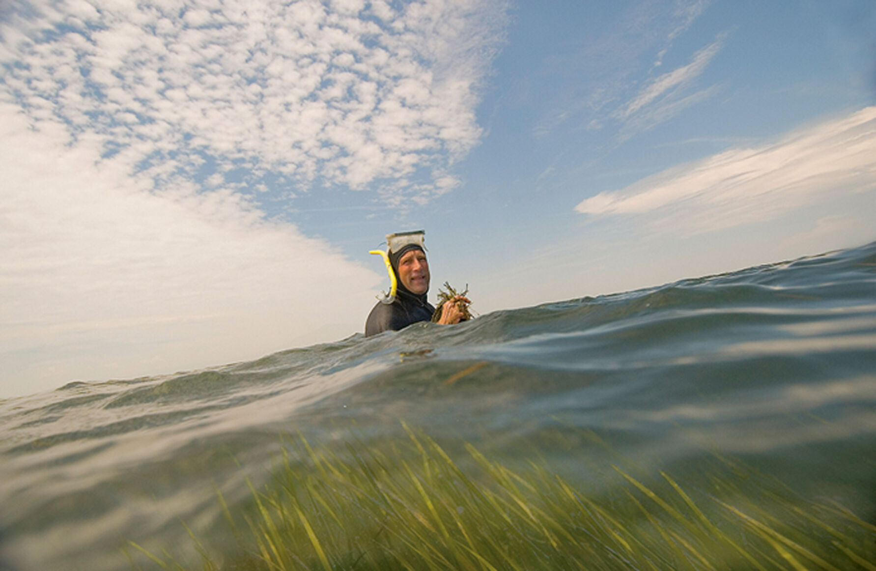 Bob Orth of VIMS in seagrass